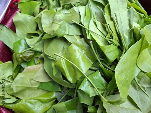 Gnetum gnemon leaves (also known as melinjo leaves) are found in the Gnetum gnemon plant. These leaves are commonly used in Indonesian dishes, such as sayur asem (asem vegetable soup), lodeh (lodeh), 