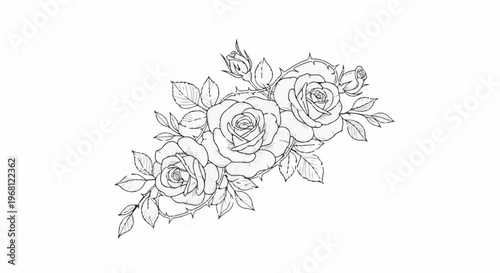Sketch of three roses with buds and thorny stems