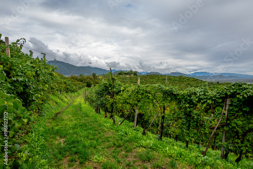 Photos Prosecco Vineyard Path in Vidor Veneto Italy
