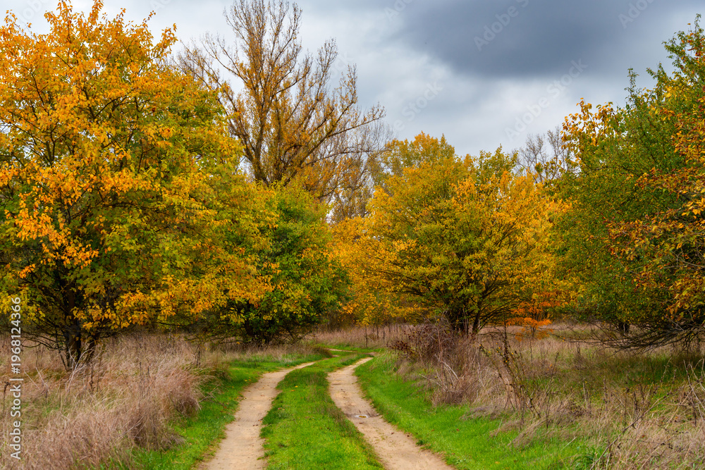 Obraz premium beautiful landscape of country road in autumn forest with bright yellow leaves on trees, cloudy weather
