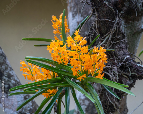 Closeup view of ascocentrum miniatum tropical epiphytic orchid species with bright orange clusters of flowers blooming outdoors on tree