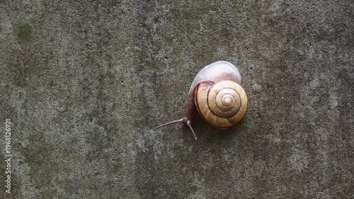 雨の日の庭の壁に動く可愛いカタツムリの様子