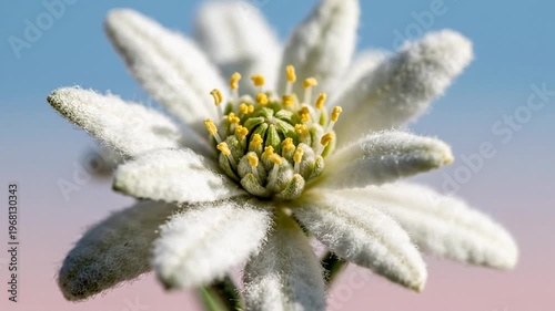 Close up macro of a white edelweiss flower with fuzzy petals and yellow stamens, set against a soft pastel sky background, calm alpine nature mood