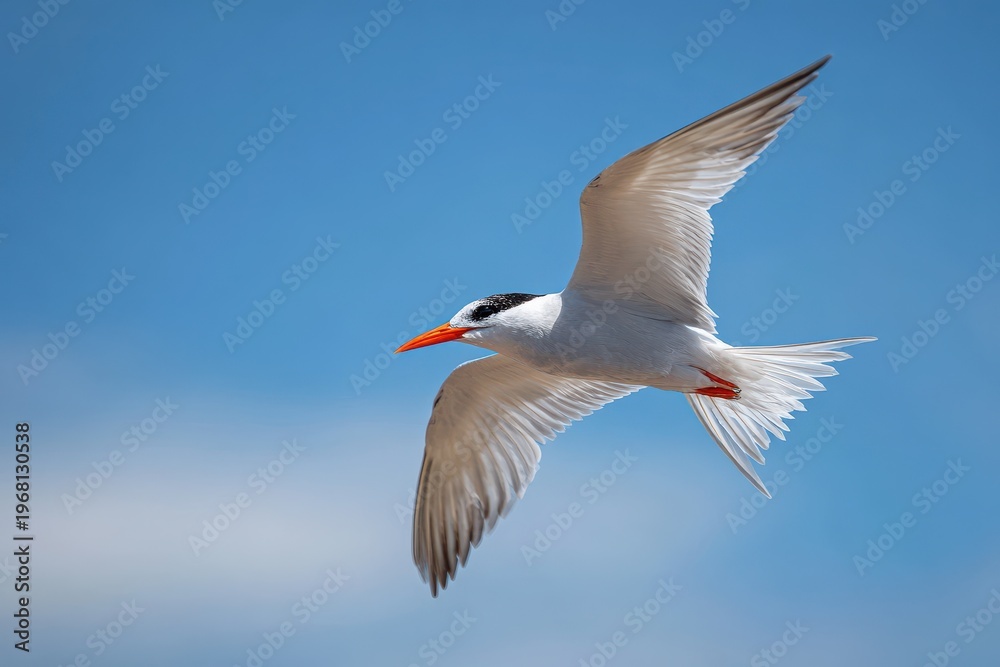 Obraz premium Graceful tern gliding through open blue sky