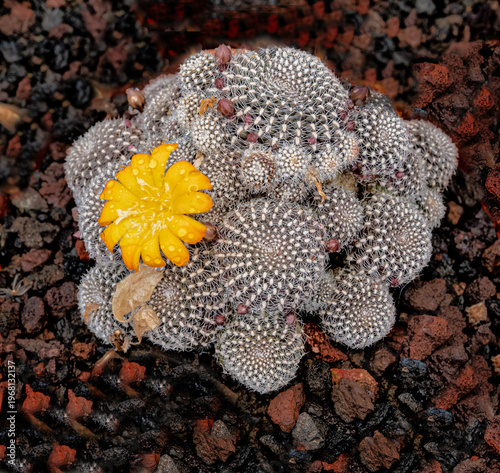 Cactus isolated on black background