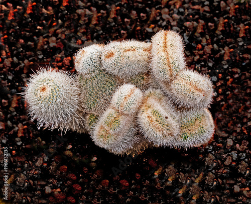 Close up of green cactus