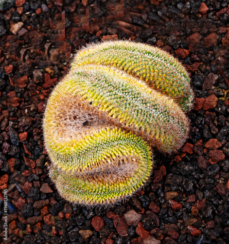 Close up of green cactus