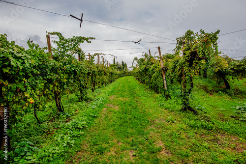 Tableau sur toile Prosecco Vineyards Row Perspective in Vidor, Italy