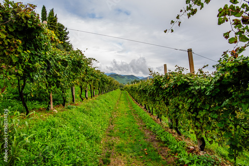 Tableau sur toile Prosecco Vineyards Row Perspective in Vidor, Italy