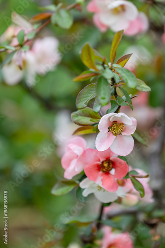雨中に咲く木瓜の花04
