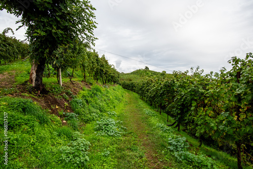 Photos Prosecco Vineyards and Rural Track in Vidor, Italy