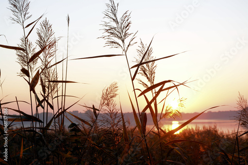 Schilfpflanze beim Sonnenuntergang