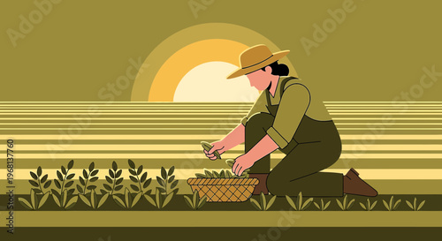 Farmer Harvesting Crops in Field at Sunset, Agricultural Scene