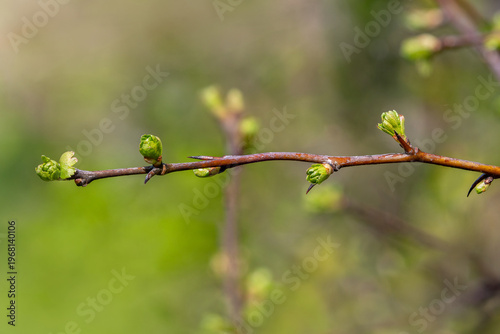 Fresh young buds of hawthorn (Crataegus) important heart healing herb such as gemmotherapy and natural medicine
