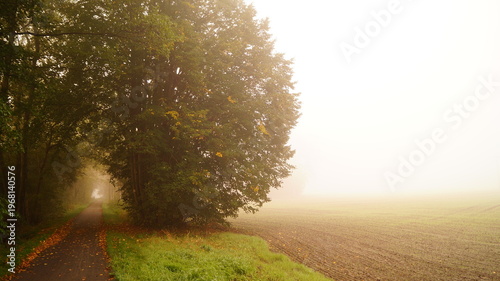 Nebellandschaft mit Baum und Feld