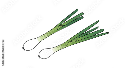 Two fresh culinary scallions with vibrant green tops and crisp white bases prepared for diverse cooking.