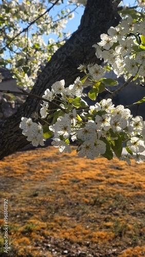 Pear trees in full flower