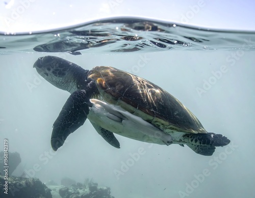 A sea turtle swims underwater near the surface