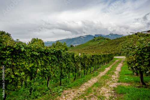 Tableau sur toile Vineyard Rows and Path in Vidor Italy