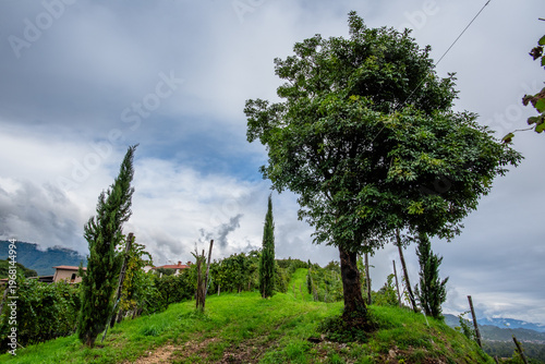Photos Vineyard Hill with Trees in Vidor Italy