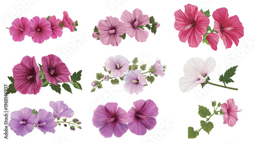 Lavatera flower vector illustration, delicate blooming flower isolated on white background