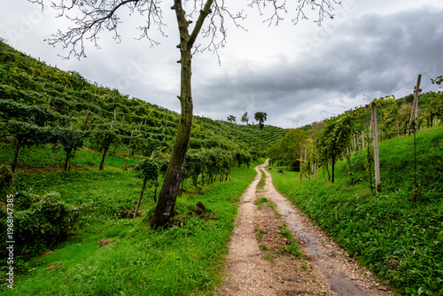 Tableau sur toile Gravel Vineyard Road in Vidor Italy