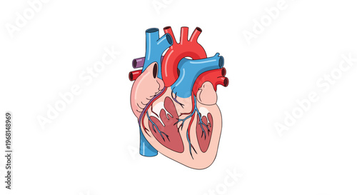 Detailed anatomical illustration of the human heart showcasing its intricate structure and vital circulatory system components an educational
