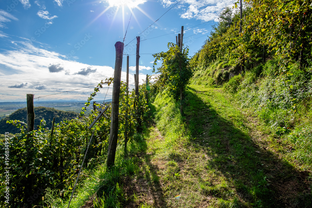 Obraz premium Sunlit Vineyard Path on Steep Hillside