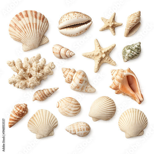 seashells flat lay, starfish flat lay, seashells and starfish display, beach treasures arrangement, coastal flat lay, summer beach objects, marine life flat lay, ocean-inspired composition, seashell c