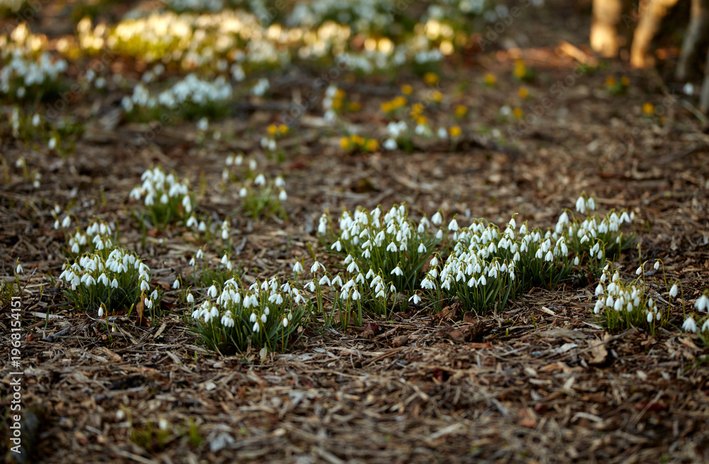 Obraz premium Park, flowers and snowdrop in nature, spring or environment for botany with bloom outdoor. Floral, white petals or leaves with growth, natural beauty or aesthetic with plants in garden for blossom