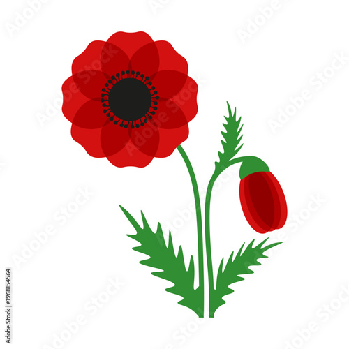 Poppy Flower bouquet isolated transparent background. Vector illustration of Spring overlay Poppy Flower template design. EPS 10