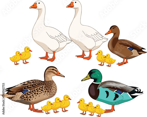 Adorable Family of Ducks and Geese with Ducklings, Colorful Birds, and Nature Illustrations for Wildlife, Farming, and Children's Projects