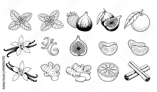 Fruits berries and spices ink sketch set mint strawberry fig cinnamon vector illustration
