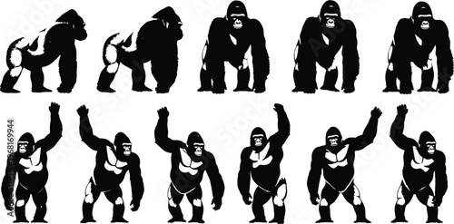 Black silhouette vector illustration set of powerful gorillas in various poses including standing walking and beating chest isolated on white background for wildlife design.
