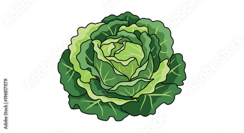 Vibrant green cabbage illustration showcasing its healthy, natural layered leaves; a fresh, wholesome vegetable graphic perfect for food, diet, and