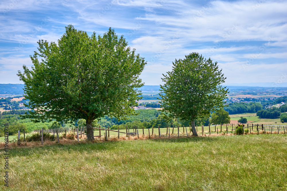 Obraz premium Outdoor, fence and field with trees on farmland with sustainability, grass and spring at ranch. Nature, shrub and bush in countryside eco friendly, plants or clouds in sky on horizon in New Zealand