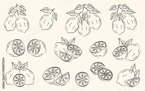 Italian lemons set in hand drawn whimsical style. La Dolce Vita. Amalfi coast. Mediterranean summer.