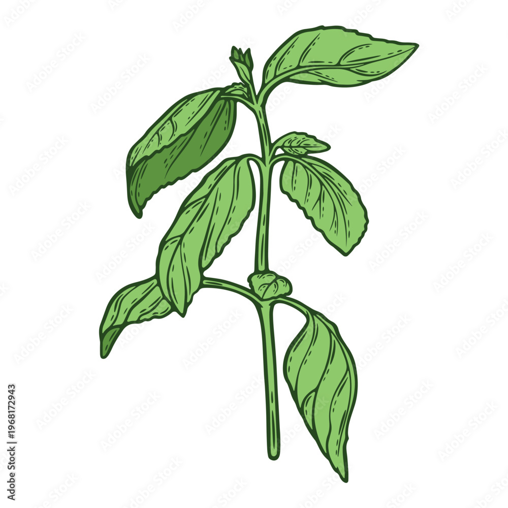 Fototapeta premium Basil, mediterranean herb, fresh seasoning, colourful, hand-drawn illustration, line art contour, isolated