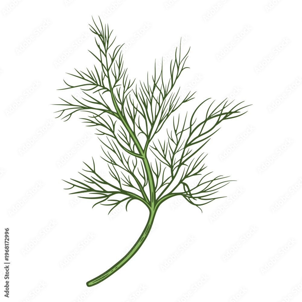 Obraz premium Dill sprig, green fennel, herb for cooking, colourful, hand-drawn illustration, line art contour, isolated