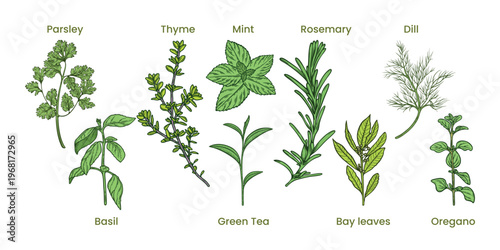 Herbs set, spice collection of laurel, green tea, oregano, thyme, rosemary, parsley, basil, mint, dill, bay leaf, colourful, hand-drawn illustration, line art contour, isolated