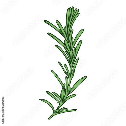 Rosemary, provence herb, one sprig, colourful, hand-drawn illustration, line art contour, isolated