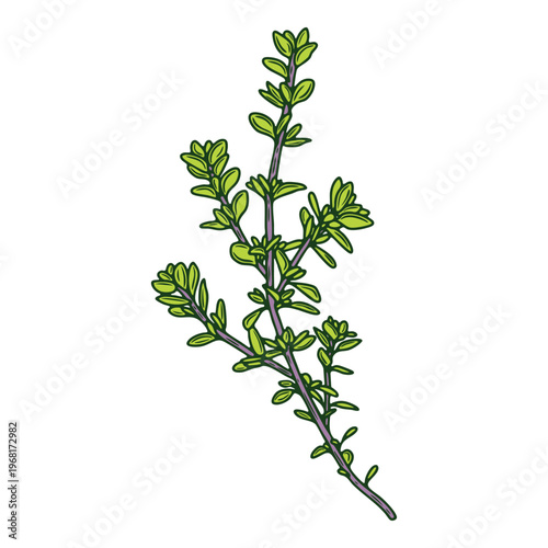 Thyme herb, aromatic sprig, colourful, hand-drawn illustration, line art contour, isolated