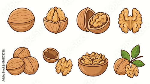 Set of walnut illustrations featuring whole shells cracked nuts kernels and kernels in a bowl isolated on white background