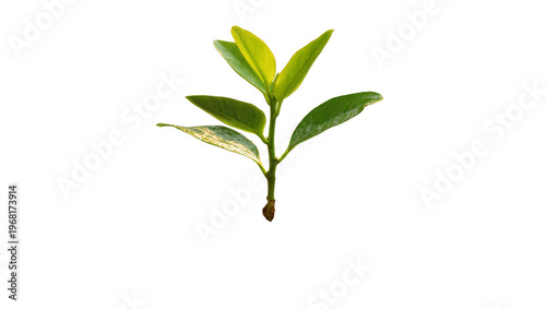 Vibrant green tea plant sprout with glossy leaves and a slender stem, isolated on transparent background for botanical designs and wellness themes