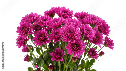 Vibrant magenta chrysanthemums with dense layered petals and lush green stems, perfectly isolated on transparent background for floral designs