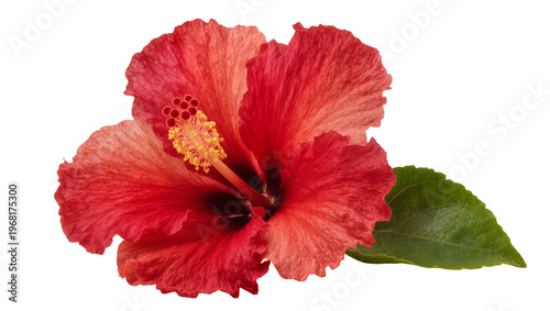 Vibrant crimson hibiscus flower with delicate petals and prominent yellow stamen, isolated on transparent background for floral design elements