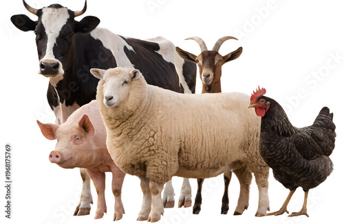 Group of Farm Animals Standing Together Isolated on Transparent Background
