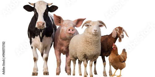 Group of Farm Animals Standing Together Isolated on Transparent Background