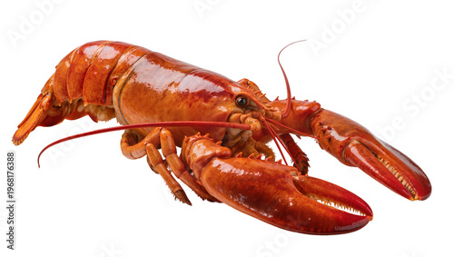 Cuadro en lienzo Vibrant American lobster with large claws and segmented tail showcasing its natu