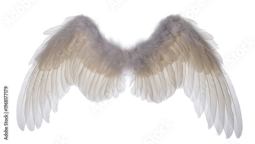 Delicate pair of grey bird wings with soft fluffy feathers gracefully curved and detailed, isolated on transparent background for fantasy designs